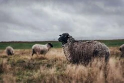 [Nordwolle] -15% Rabatt Auf Das GESAMTE Sortiment! (Mode, Jacken, Pullover Und Mehr Aus Schafswolle) -Mode Kleidung Verkauf 2182061 1 3