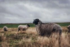 [Nordwolle] 15% Rabatt Auf Das Gesamte Sortiment (Deutsche, Hochwertige Produkte Aus Schafswolle) -Mode Kleidung Verkauf 2245091 1 5